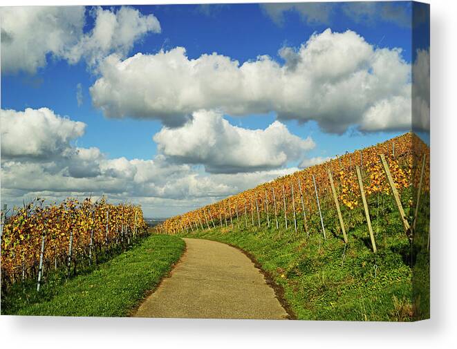 Scenics Canvas Print featuring the photograph Vineyard Landscape #1 by Jochen Schlenker