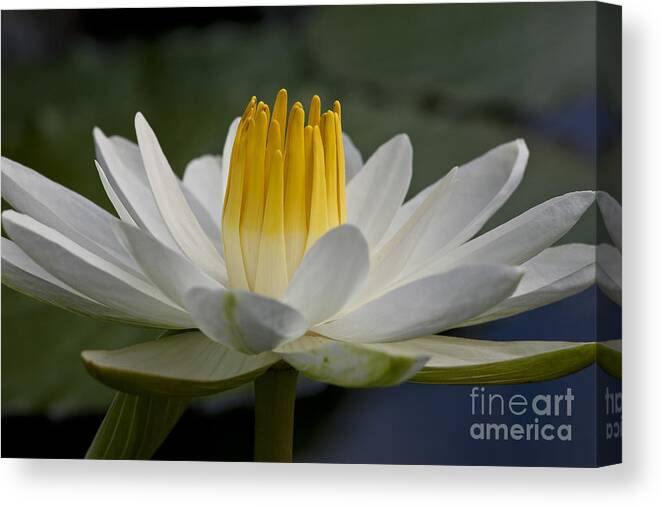 Water Llilies Canvas Print featuring the photograph Water Lily #1 by Heiko Koehrer-Wagner