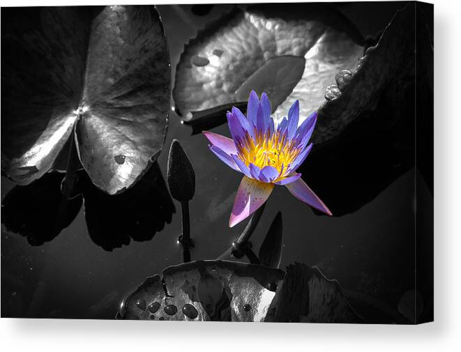 Bloom Canvas Print featuring the photograph Water Lily by Mark Llewellyn