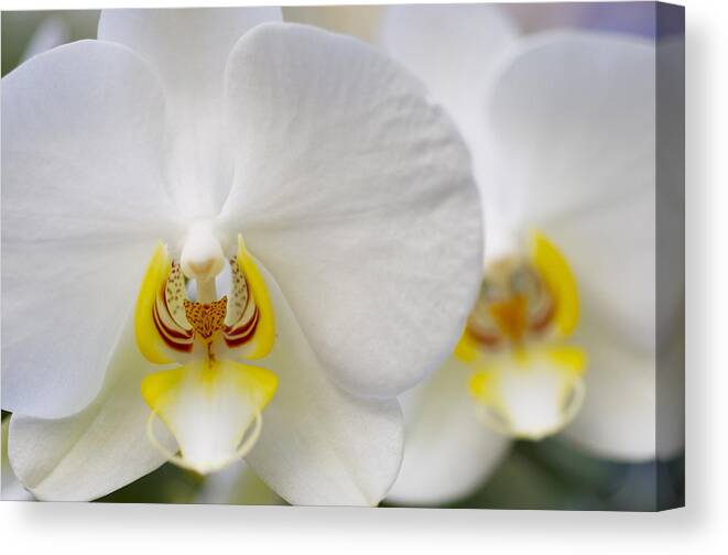 White Orchid Canvas Print featuring the photograph White orchid by Sue Morris