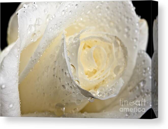 Beautiful Canvas Print featuring the photograph White Roses #1 by Gunnar Orn Arnason