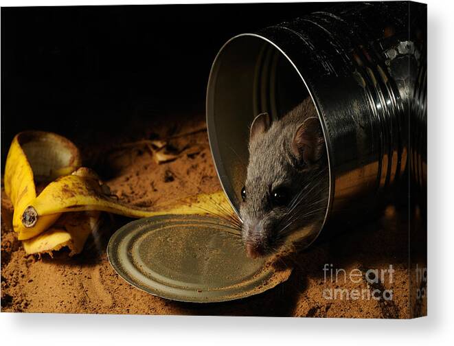 Rat Canvas Print featuring the photograph White-throated Woodrat #1 by Scott Linstead