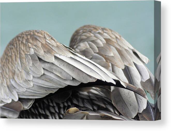 Bird Canvas Print featuring the photograph Wings by Eagle Finegan Finegan