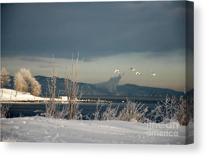 Swans Canvas Print featuring the photograph Winter Day #1 by Randi Grace Nilsberg