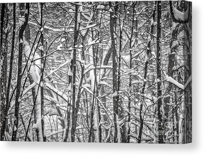 Abstract Canvas Print featuring the photograph Winter forest abstract #2 by Elena Elisseeva