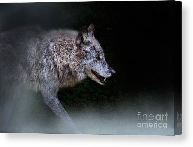 Wolf Canvas Print featuring the photograph Wolf on the Prowl #2 by Louise Heusinkveld