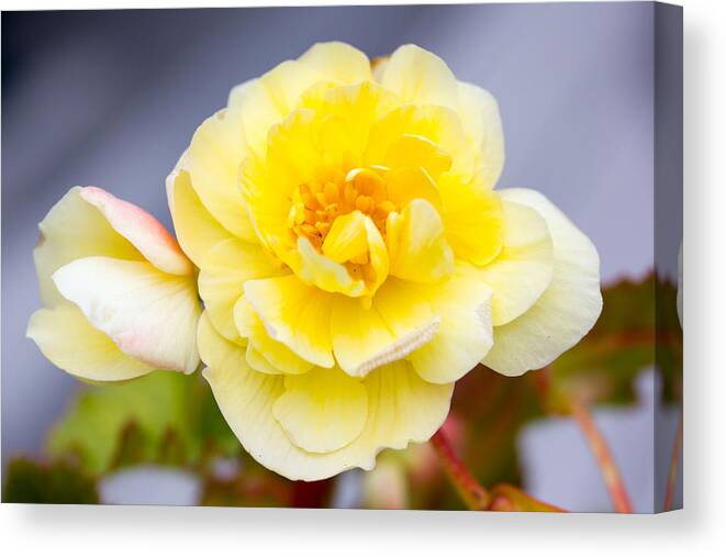 Yellow Flower Canvas Print featuring the photograph Yellow Flower #1 by Susan Jensen