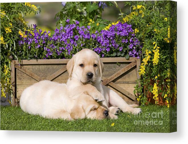 Labrador Retriever Canvas Print featuring the photograph Yellow Labrador Puppies #1 by Jean-Michel Labat