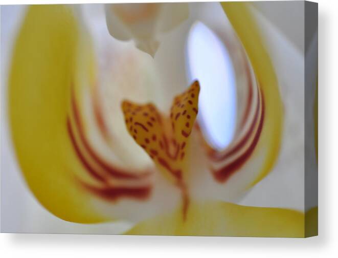 Yellow Canvas Print featuring the photograph Yellow Orchid #1 by Sue Morris