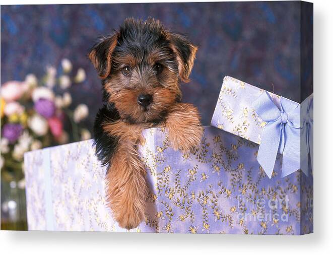 Animal Canvas Print featuring the photograph Yorkshire Terrier Puppy by Alan and Sandy Carey