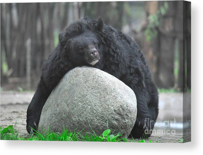 Nature Canvas Print featuring the photograph Asian Black Bear #10 by Mark Newman