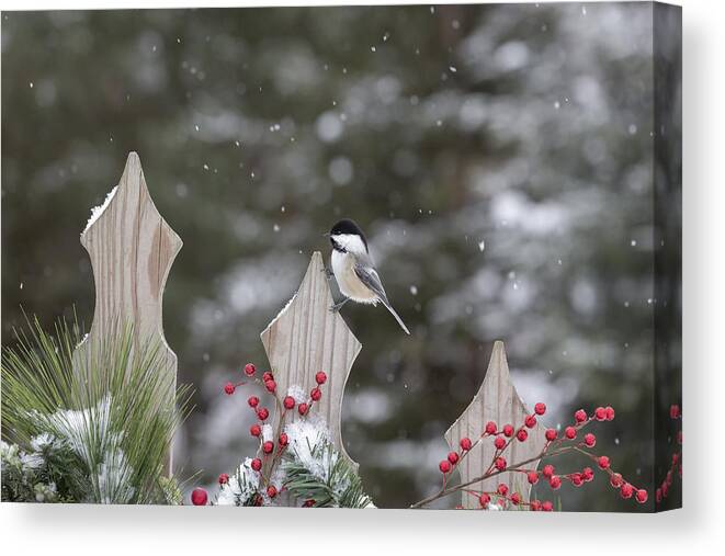 Adult Canvas Print featuring the photograph Black-capped Chickadee #10 by Linda Arndt