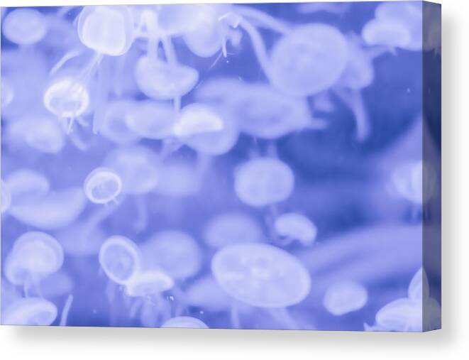 Animal Canvas Print featuring the photograph Jelly Fish #10 by Jijo George