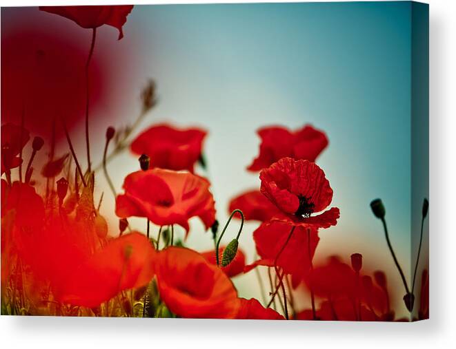Poppy Canvas Print featuring the photograph Poppy Meadow #10 by Nailia Schwarz