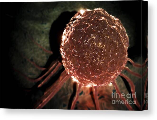 Cells Canvas Print featuring the photograph Stem Cells #10 by Science Picture Co