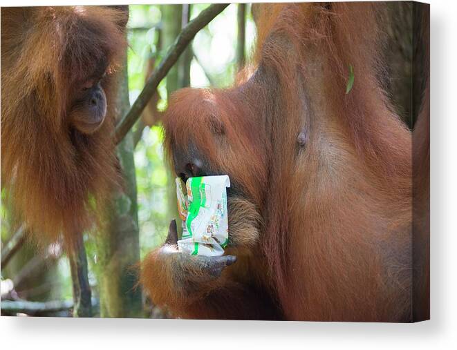 Animal Canvas Print featuring the photograph Sumatran Orangutan #10 by Scubazoo