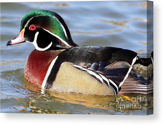 Male Wood Duck Canvas Print featuring the photograph Wood Duck #10 by Steve Javorsky