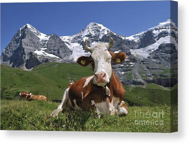 Alpine Cow Canvas Print featuring the photograph 100205p181 by Arterra Picture Library