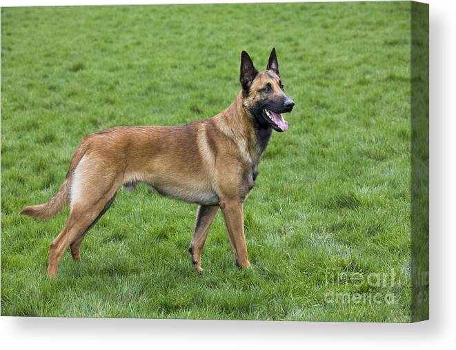 Belgian Shepherd Dog Canvas Print featuring the photograph 101130p021 by Arterra Picture Library