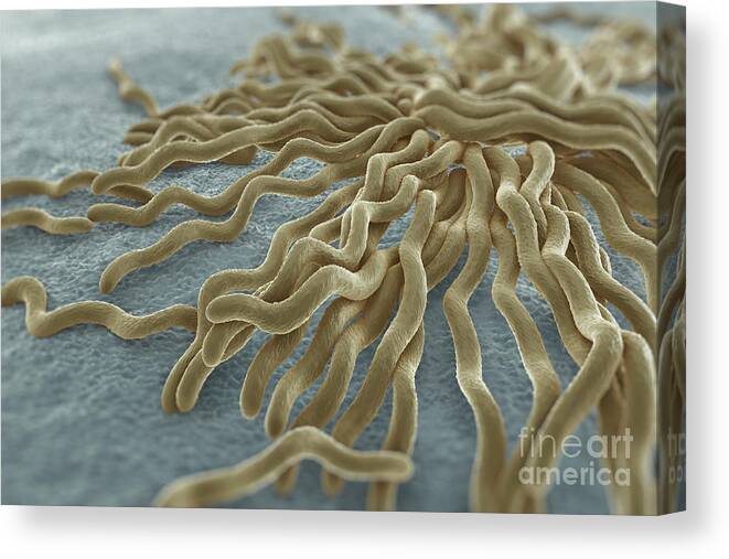 Pathogenic Canvas Print featuring the photograph Borrelia Burgdorferi #11 by Science Picture Co