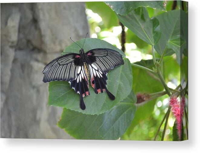 Chesterfield Canvas Print featuring the photograph Butterfly #11 by Curtis Krusie