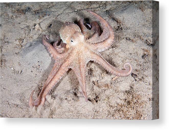 Common Octopus Canvas Print featuring the photograph Common Octopus #11 by Andrew J. Martinez