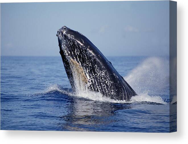 Feb0514 Canvas Print featuring the photograph Humpback Whale Breaching Maui Hawaii #11 by Flip Nicklin