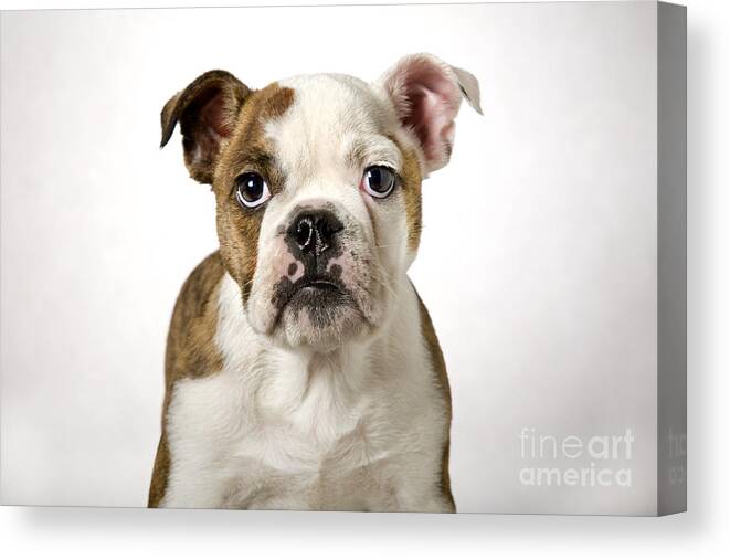 English Bulldog Canvas Print featuring the photograph 110307p153 by Arterra Picture Library