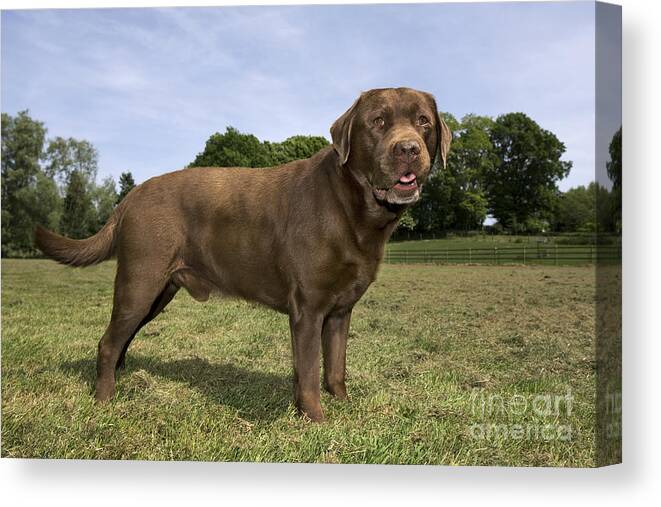 Mammal Canvas Print featuring the photograph 110506p186 by Arterra Picture Library