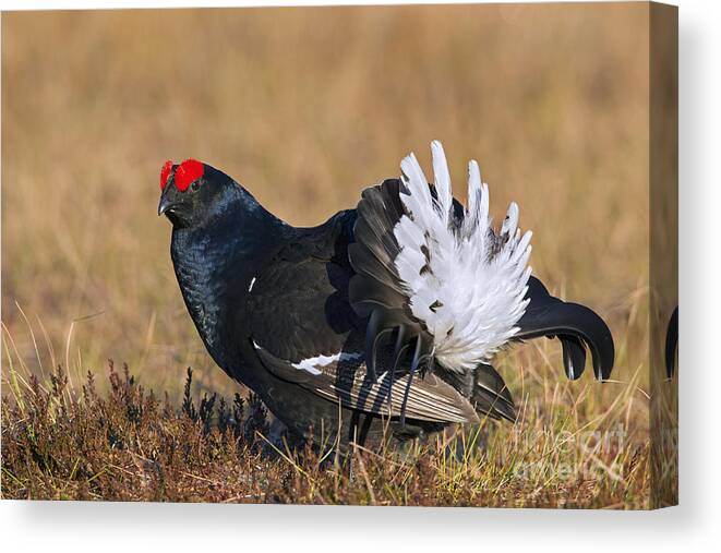 Black Grouse Canvas Print featuring the photograph 110714p155 by Arterra Picture Library