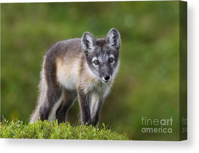Arctic Fox Canvas Print featuring the photograph 111216p021 by Arterra Picture Library