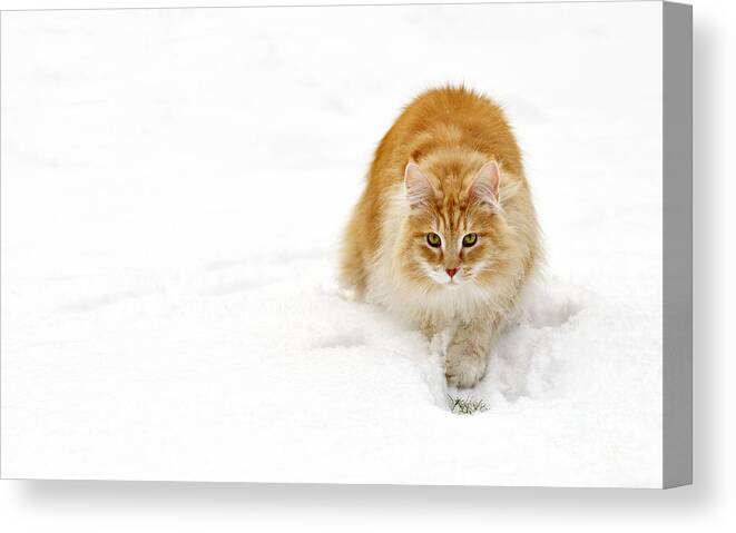 Norwegian Forest Cat Canvas Print featuring the photograph 111230p310 by Arterra Picture Library