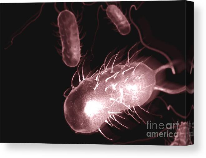 Pathogenic Canvas Print featuring the photograph Helicobacter Pylori #12 by Science Picture Co