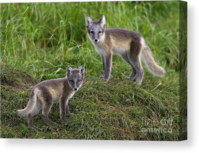 Arctic Fox Canvas Print featuring the photograph 120223p084 by Arterra Picture Library