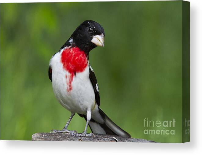 Animal Canvas Print featuring the photograph Male Rose-breasted Grosbeak #13 by Linda Freshwaters Arndt