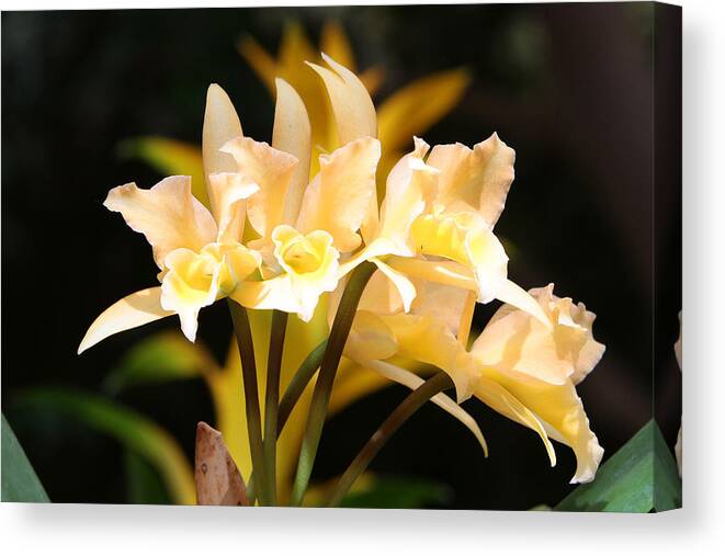 Orchids Canvas Print featuring the photograph Orchids #20 by John Freidenberg