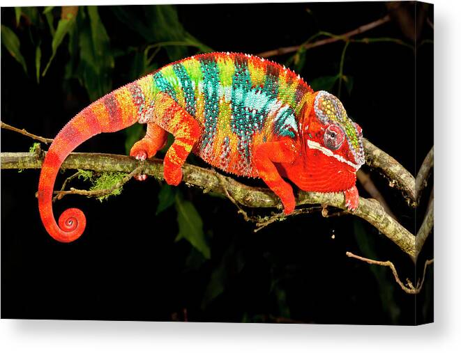 15 x 22 3D Rose Rainbow Panther Chameleon Na02 Dno0833 Lizard in Madagascar David Northcott Towel 
