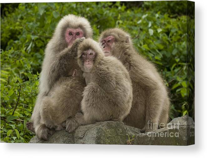 Asia Canvas Print featuring the photograph Snow Monkey, Japan #13 by John Shaw