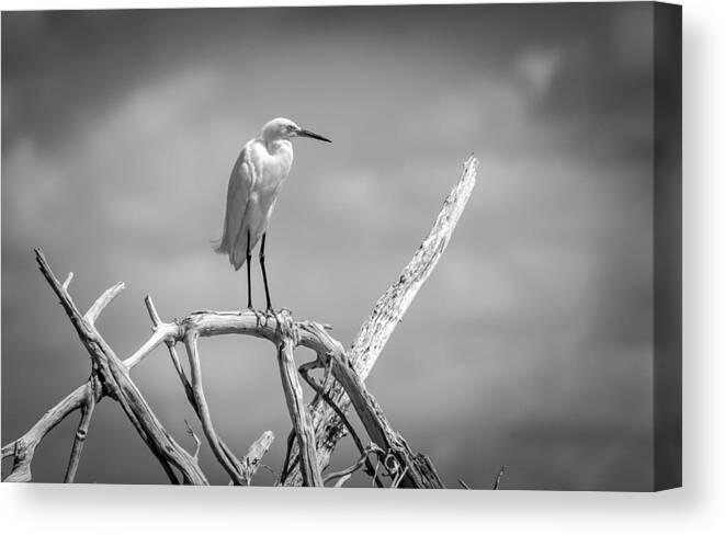 Birds Canvas Print featuring the photograph Snowy Egret #13 by Bill Martin