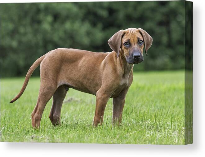 Rhodesian Ridgeback Canvas Print featuring the photograph 130918p304 by Arterra Picture Library