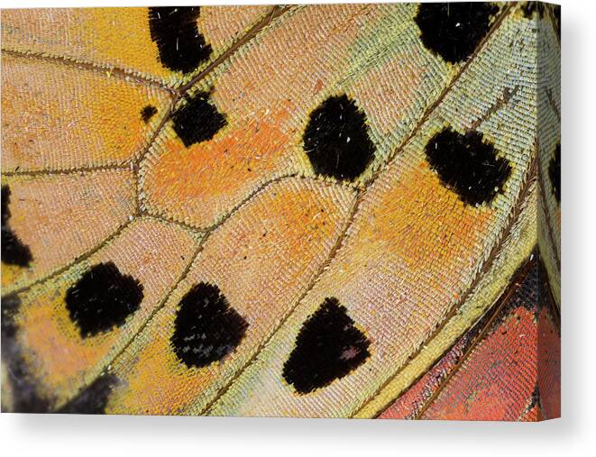 Abstract Canvas Print featuring the photograph Close-up Detail Wing Pattern #14 by Darrell Gulin
