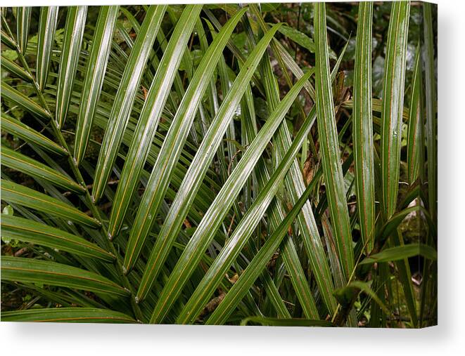 Tropical Jungle Canvas Print featuring the photograph Jungle leaves #14 by Les Cunliffe