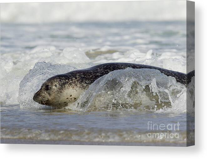 Common Seal Canvas Print featuring the photograph 140314p308 by Arterra Picture Library