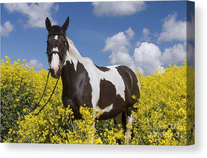 American Indian Horse Canvas Print featuring the photograph 140804p240 by Arterra Picture Library