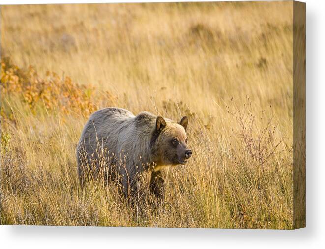 Glacier National Park Canvas Print featuring the photograph Grizzly Bear 1 - 140917A-295 by Albert Seger