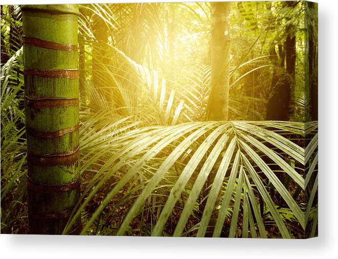 Beauty Canvas Print featuring the photograph Forest light #17 by Les Cunliffe