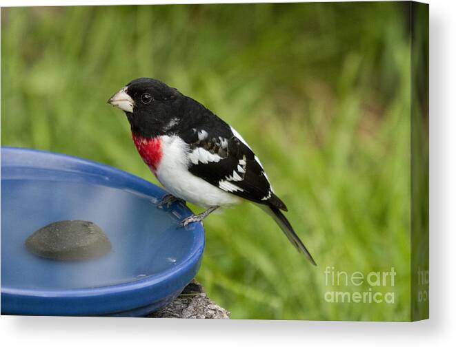 Animal Canvas Print featuring the photograph Male Rose-breasted Grosbeak #17 by Linda Freshwaters Arndt