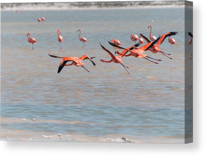 Mexico Yucatan Canvas Print featuring the digital art Flamingos #18 by Carol Ailles