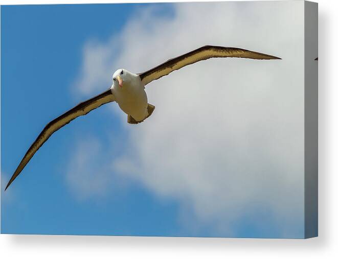 Albatross Canvas Print featuring the photograph South America, Falkland Islands #18 by Jaynes Gallery