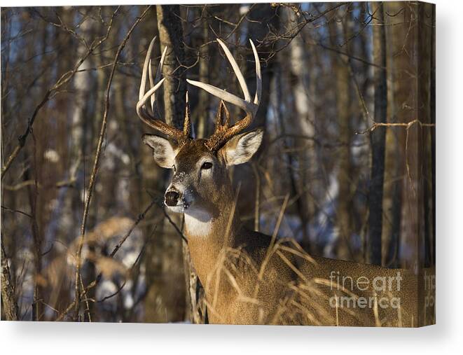 Nature Canvas Print featuring the photograph White-tailed Deer In Winter #18 by Linda Freshwaters Arndt